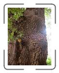 baum_schmetterling * 600 x 800 * (672KB)