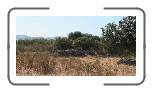 schafherde * 800 x 403 * (303KB)